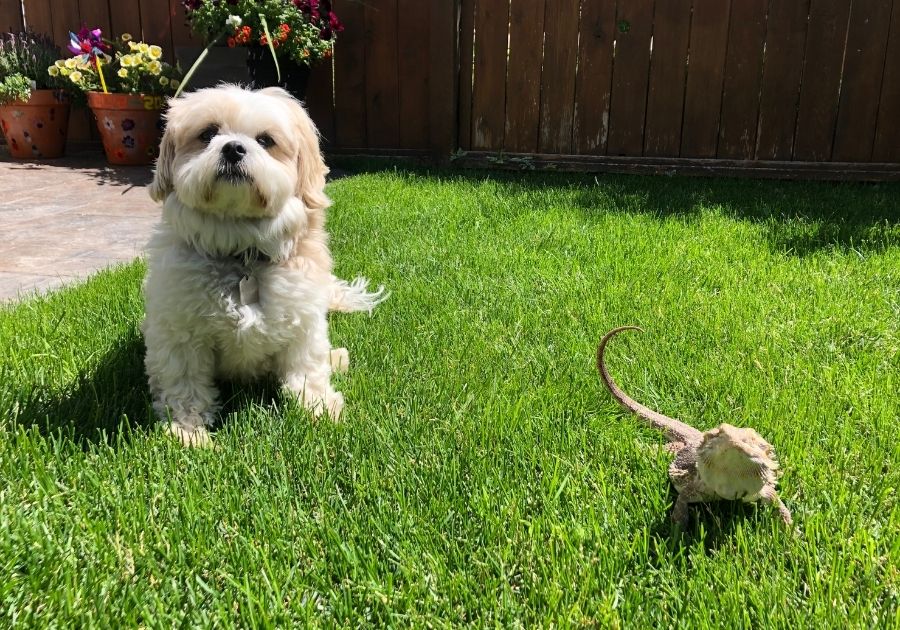 Dog and Lizard on Lawn
