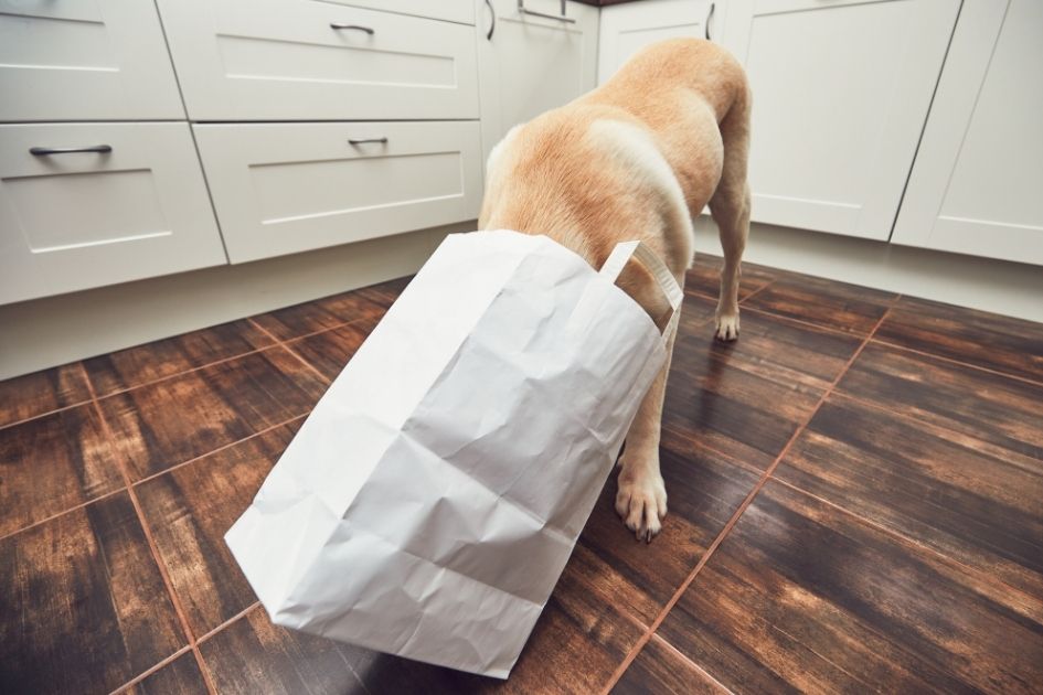 Dog eating from a bag in the kitchen