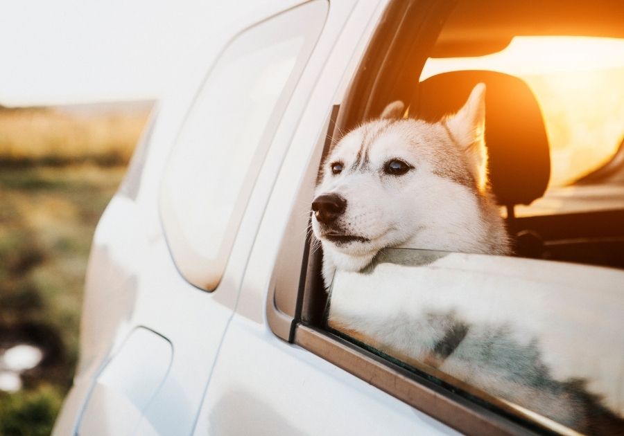 Dog in Car Looking Out the Window
