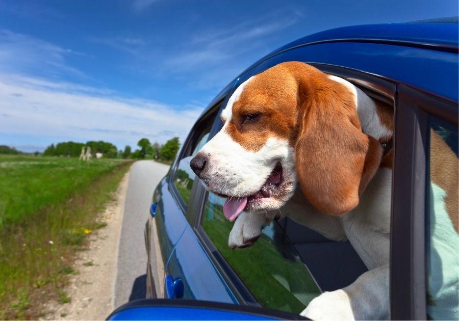 Beagle Dog in Car Sticking Head Out the Window