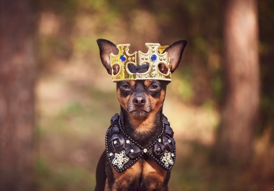 Dog in Crown