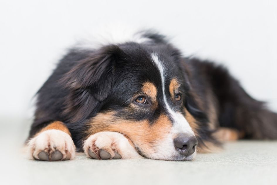 Dog laying on the floor