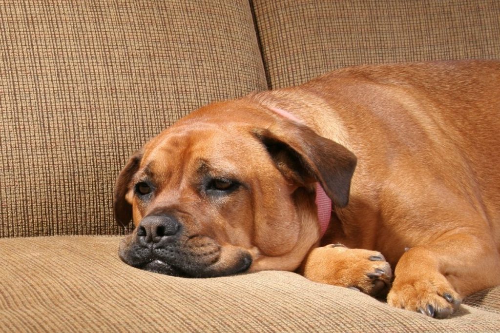 Dog in Pain on a Sofa