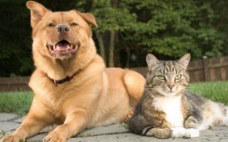 Dog vs Cat: 10 Reasons Why Dogs Are Better Than Cats