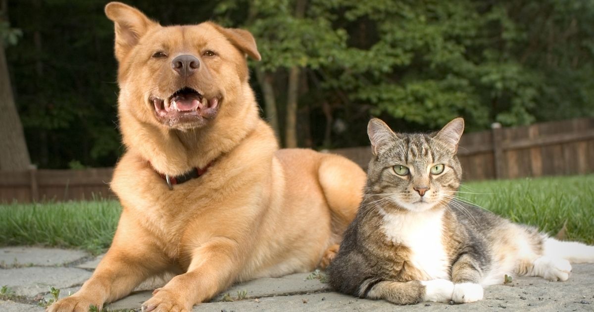 Dog vs Cat - Reasons Why Dogs Are Better Than Cats