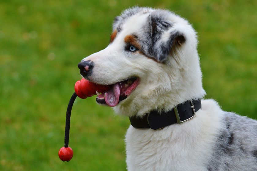 Dog with Chewy Toy