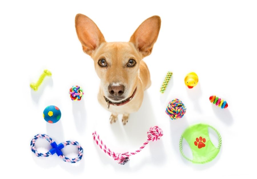 Dog with Favorite Pet Toys