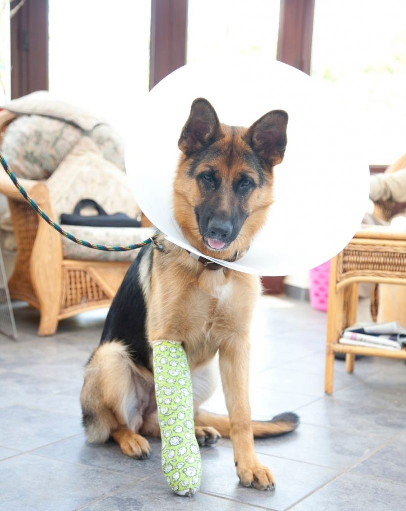 Dog with Plastered Leg Wearing Elizabethan Collar