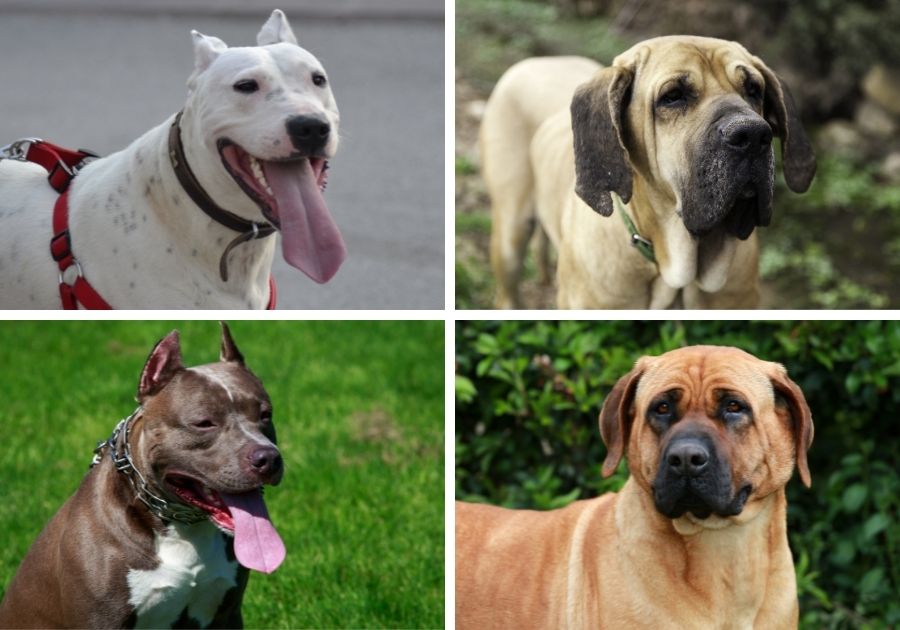 Dangerous Dogs - Dogo Argentino - Fila Braziliero - Pitbull Terrier - Japanese Tosa