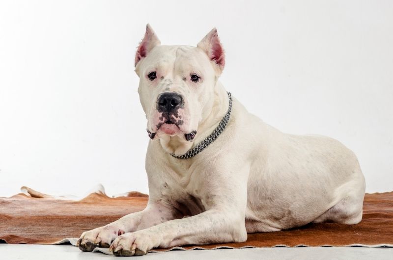 Dogo Argentino