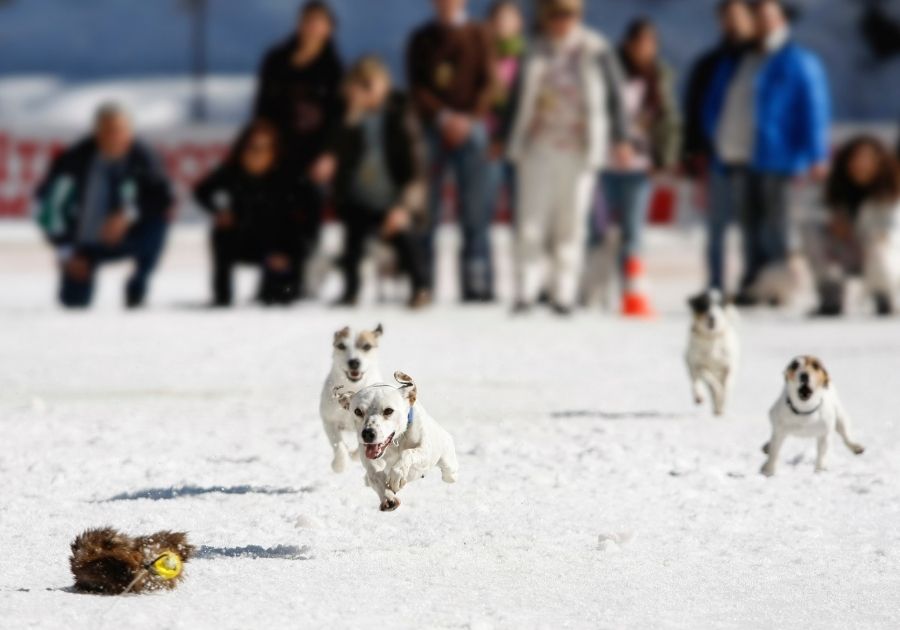 Dogs Racing Chasing Prey People Watching