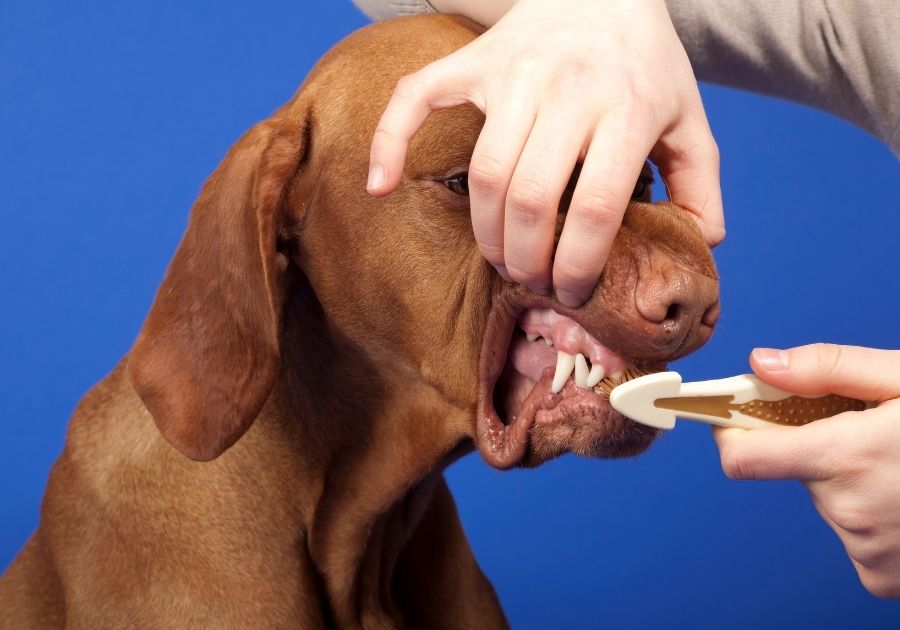 Dogs Teeth Brushing