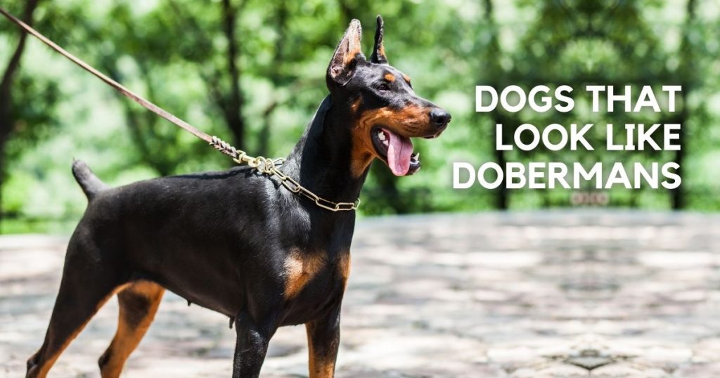 Dogs That Look Like Dobermans With Pictures