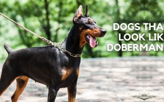 9 Dogs That Look Like Dobermans (w/ Pictures)