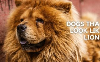 11 Dogs That Look Like Lions (w/ Pictures)