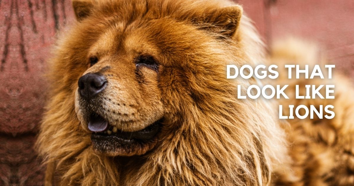 Dogs That Look Like Lions with Pictures