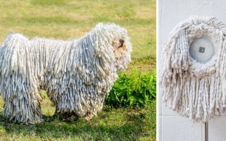 15 Dogs That Look Like Mops & Dogs With Dreadlocks