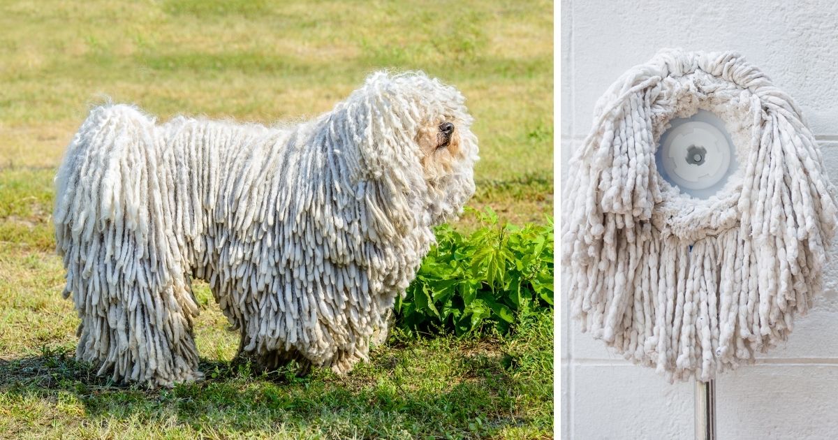Dogs That Look Like Mops & Dogs With Dreadlocks