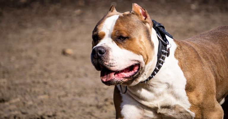 15 Dogs That Look Like Pit Bulls But Are Not | Puplore