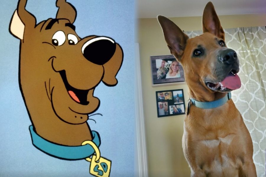 Dogs That Look Like Scooby-Doo - Look at the Face
