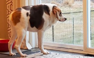Dogs With Short Spine Syndrome (Causes & Treatment)