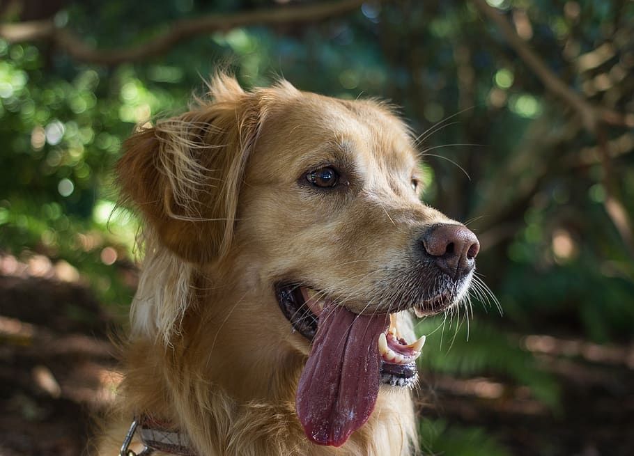 Dogs with Pink Noses - Golden Retriever