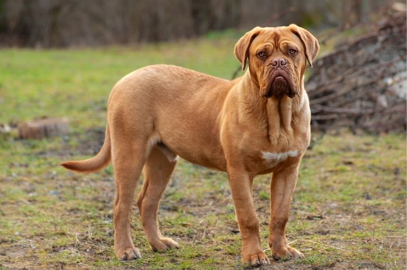 Dogue de Bordeaux Dog