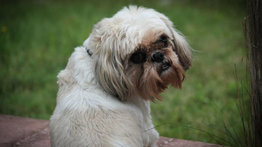 25 Dumbest Dog Breeds & Why They're Actually Smart Puplore