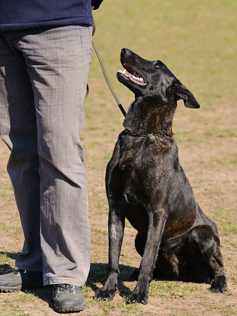 Dutch Shepherd Dog on Field with Trainer