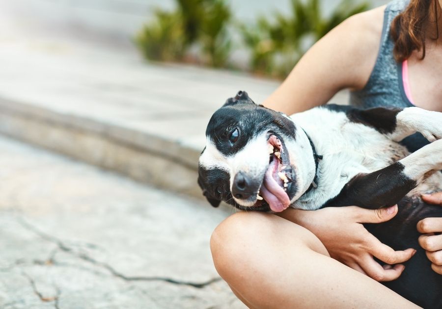 Ecstatic Dog Being Tickled By Owner