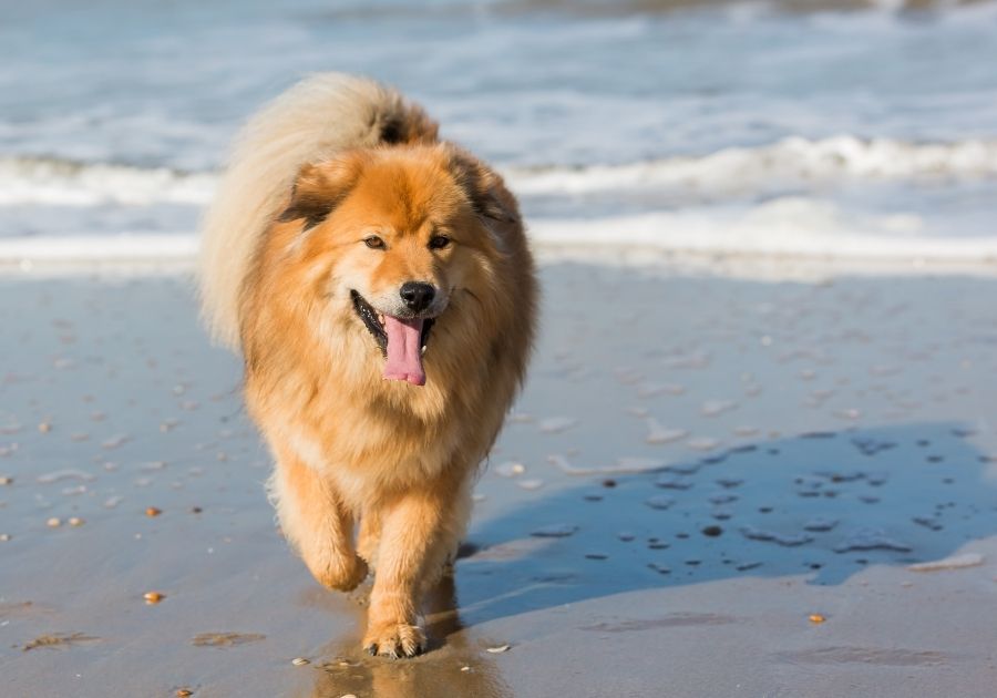 Elo Dog at the Beach