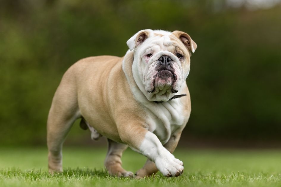 English Bulldog walking on field