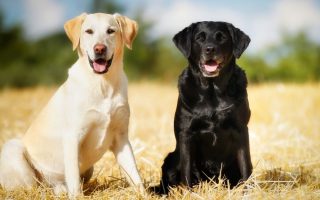 English Lab vs American Lab: Different Types Of Labradors