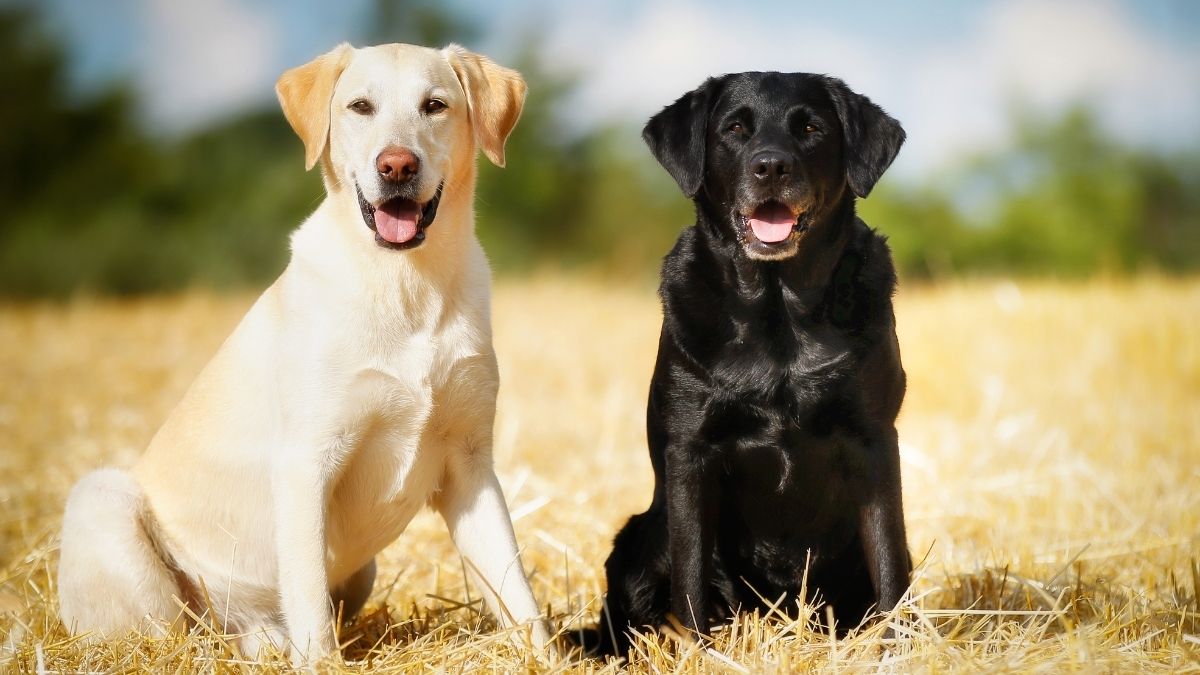 English Lab vs American Lab Different Types Of Labradors