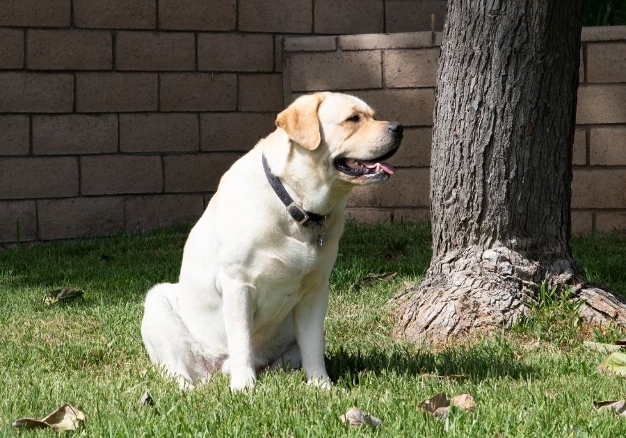 English Labrador Sitting on Grass Near Tree