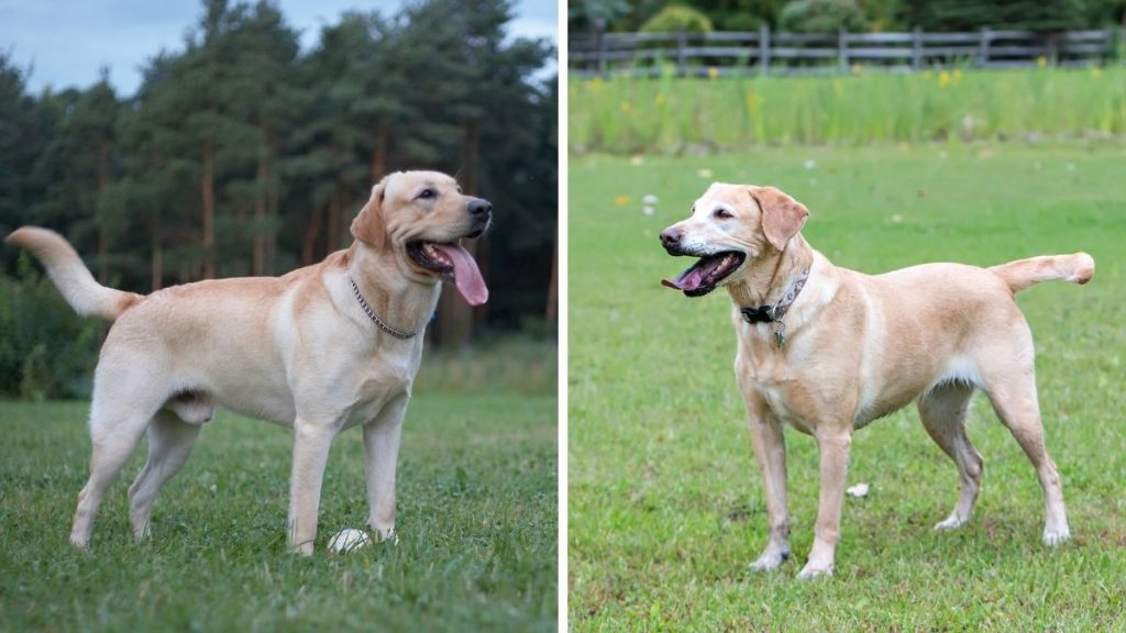 English Labrador and American Labrador Side by Side