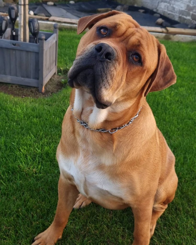 English Mastweiler - Rottweiler Mastiff Mix Dog Sitting on Grass