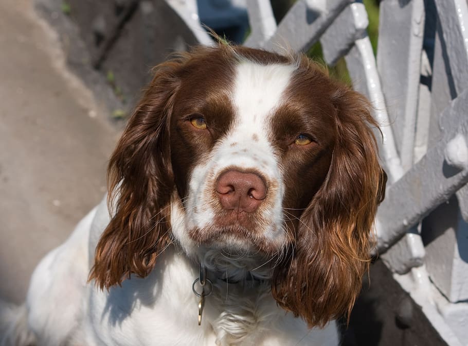 English Springer Spaniel