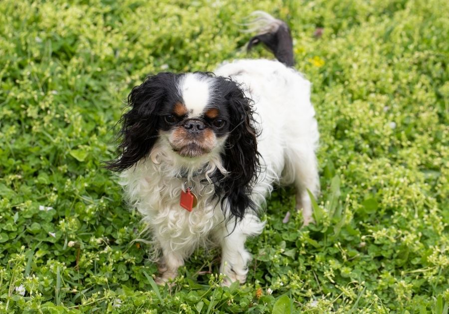 English Toy Spaniel Pup Standing on Grass