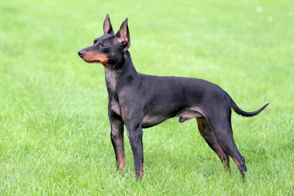 English Toy Terrier in Full Standing Height on Field