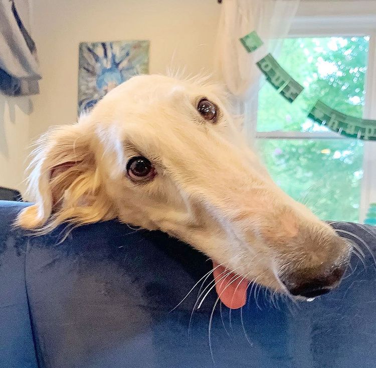 Close up of Eris the Borzoi Dog's long nose