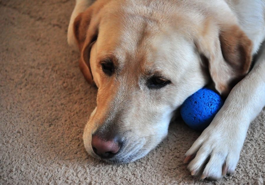 Exhausted Labrador Retriever With Favorite Toy