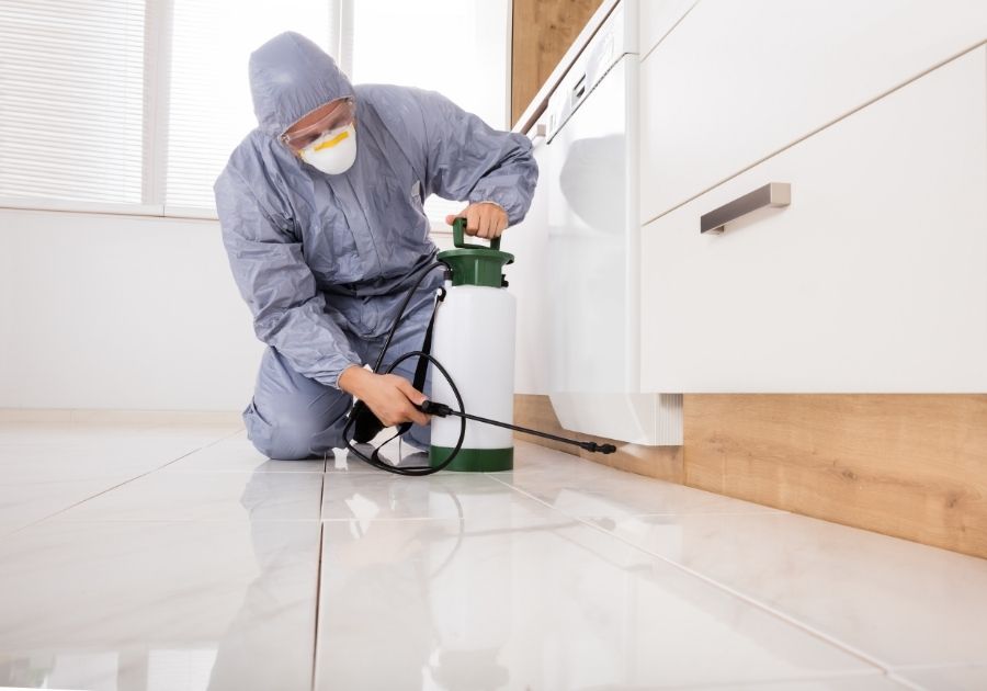 Exterminator Spraying Pesticide in Kitchen