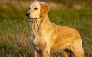 20 Facts About Golden Retrievers You Probably Didn’t Know