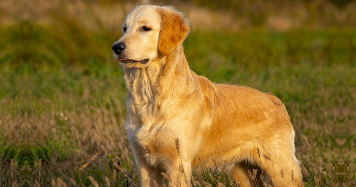 Facts About Golden Retrievers You Probably Didn't Know