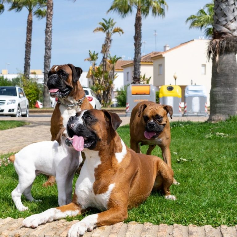 Are Boxers Good Guard Dogs? The Badass Side Puplore