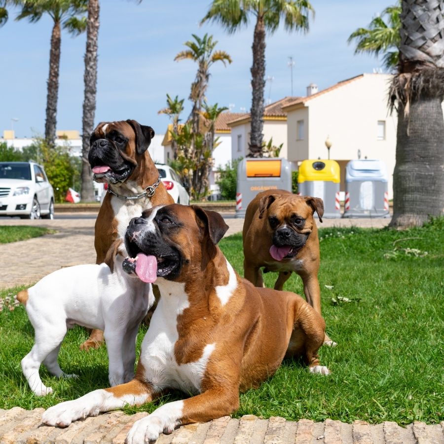 Family of Boxer Dogs Outside The House