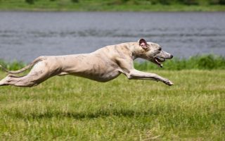 Fastest Dog Breeds: 32 Fastest Dogs In The World