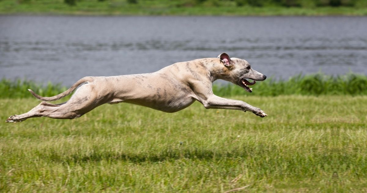 Fastest Dog Breeds - The Fastest Dogs In The World