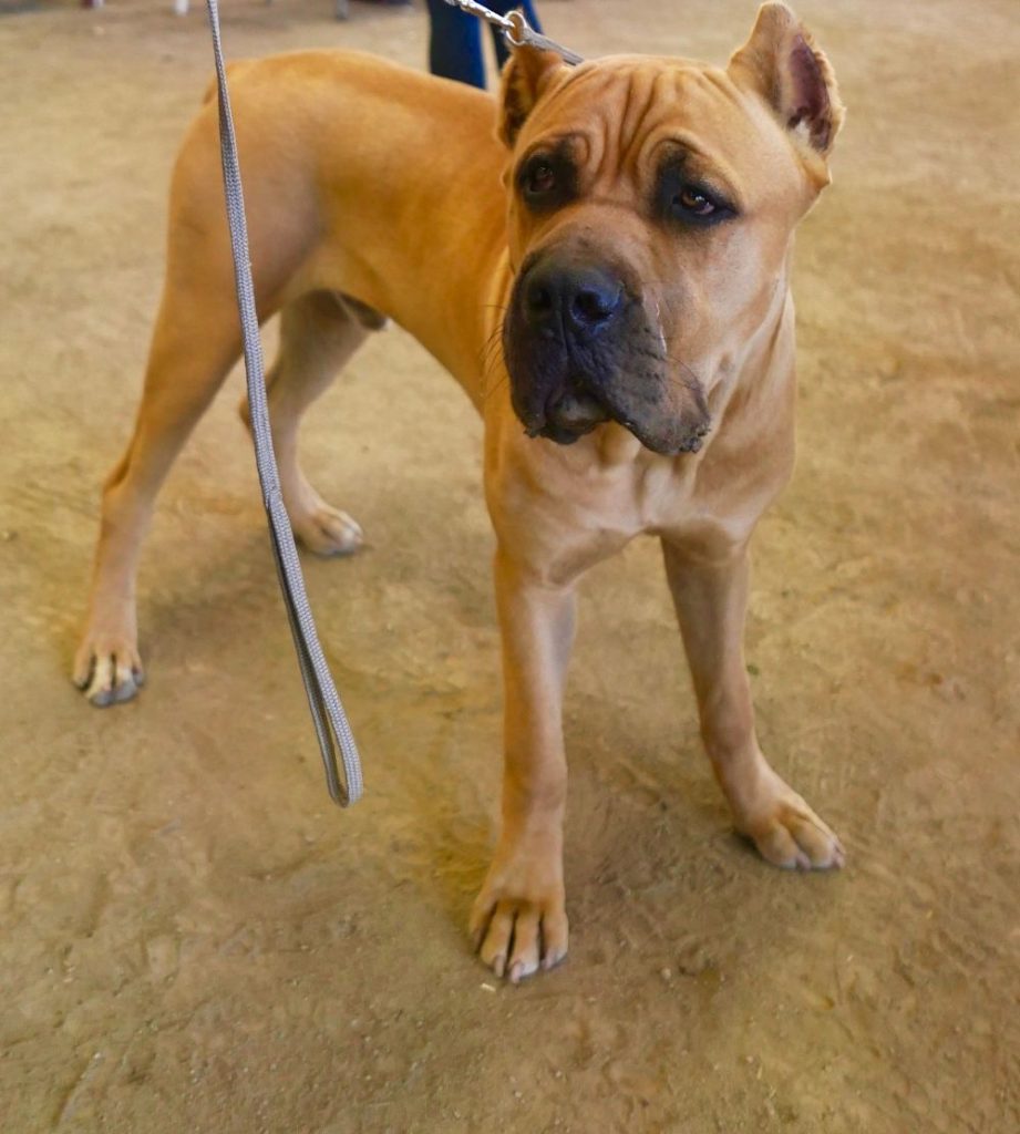 Fawn Cane Corso Dog on Lead Standing Looking Aside